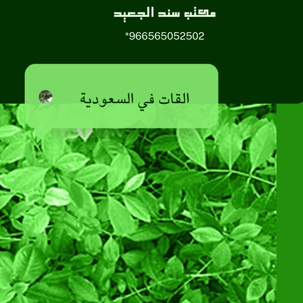 ما هو القات في السعودية 1 القات في السعودية