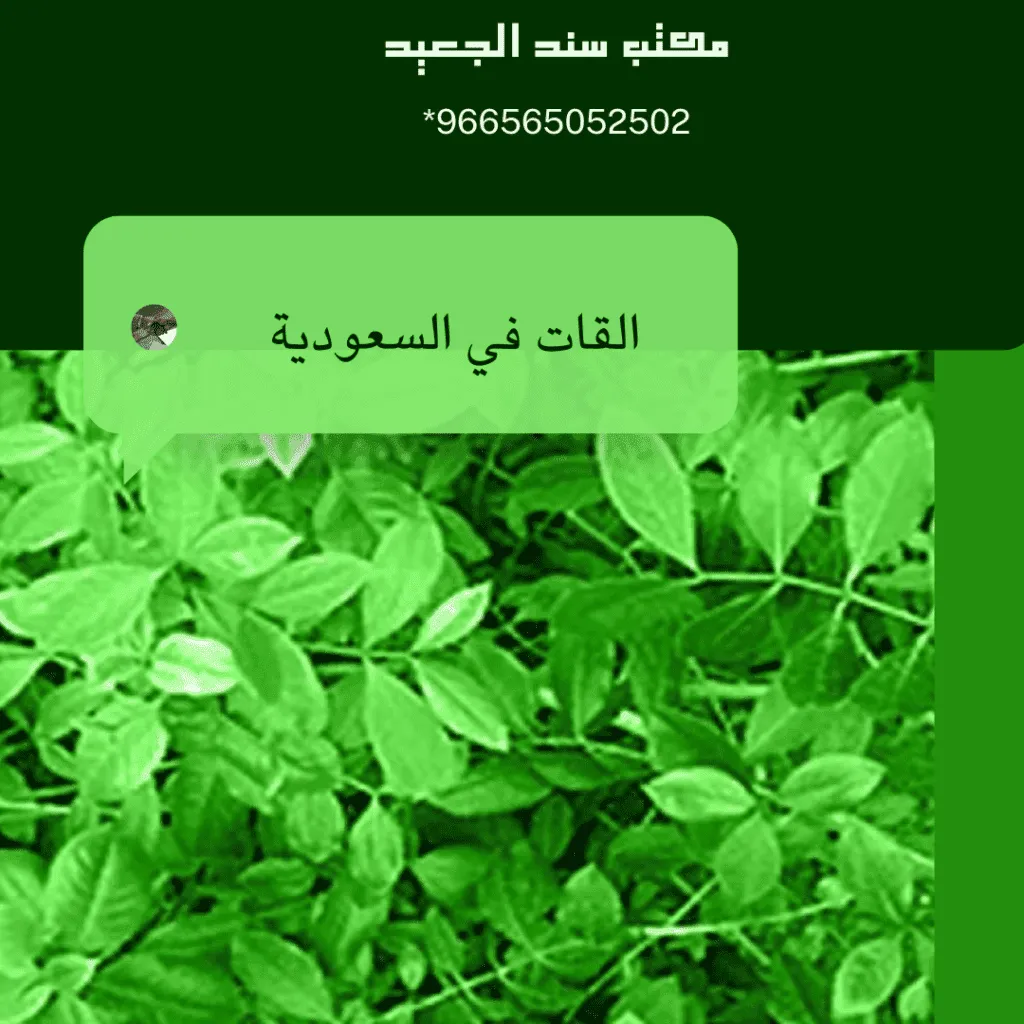 القات في السعودية