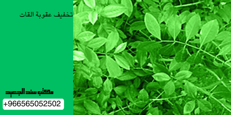 تخفيف عقوبة القات في السعودية 3 تخفيف عقوبة القات